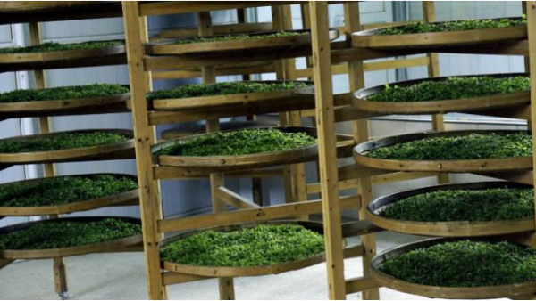 茶葉儲存去濕選用除濕機